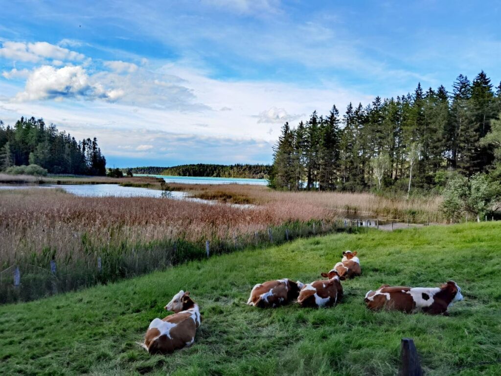 Osterseen Rundweg am großen Ostersee - hier grasen die Kühe im Sommer