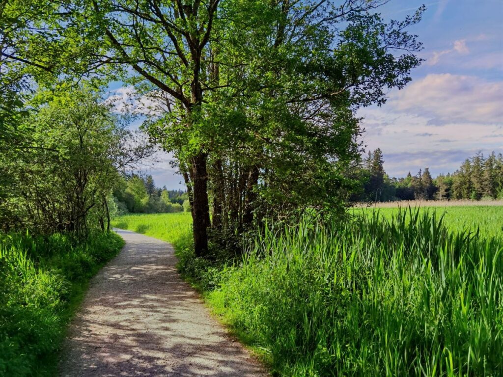 Der Osterseen Rundweg führt zuerst durch die Wiesen