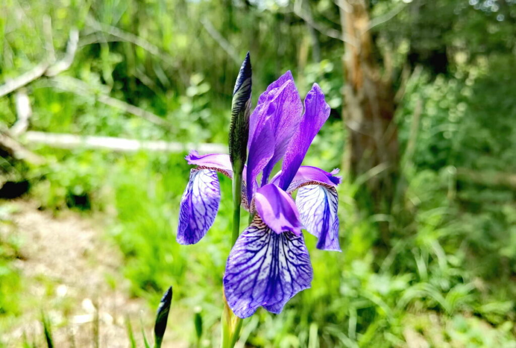 Bei den Osterseen wandern und die Orchideen in der Landschaft bewundern